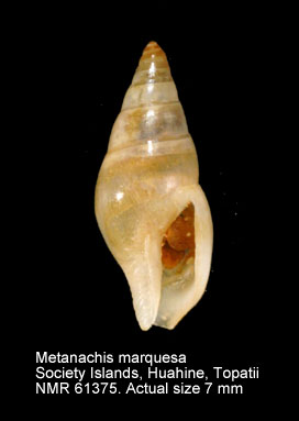 Metanachis marquesa.jpg - Metanachis marquesa(Gaskoin,1851)